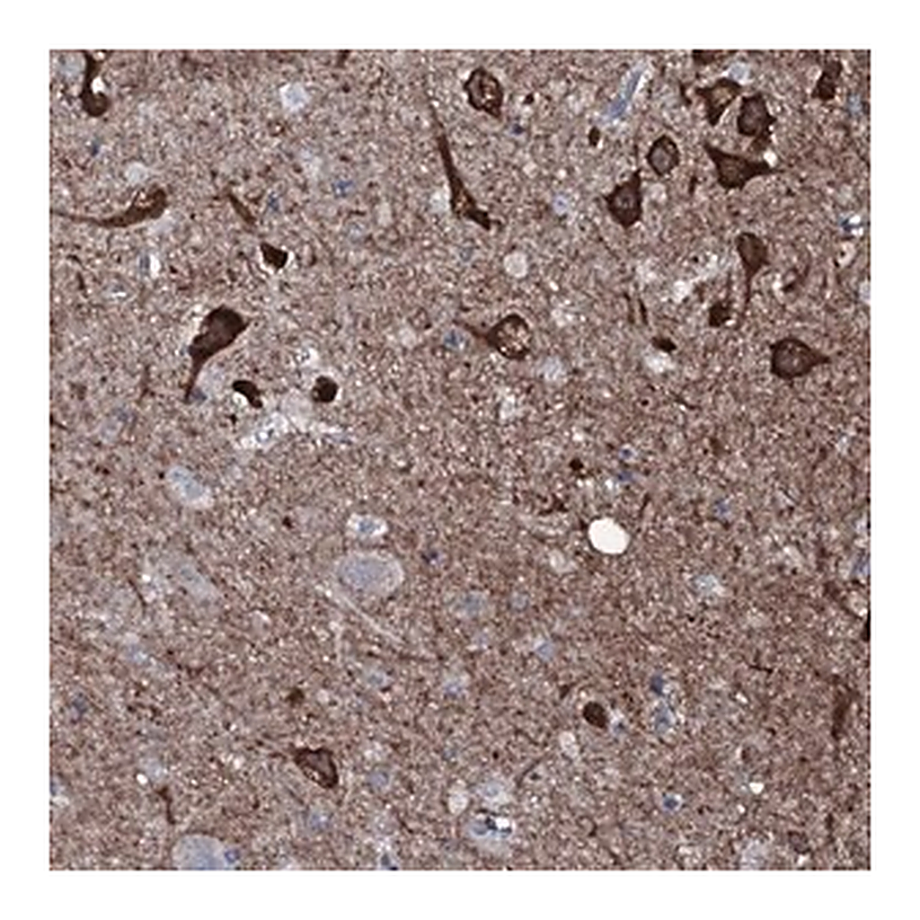 Merck Anti-WIPF3 antibody produced in rabbit
