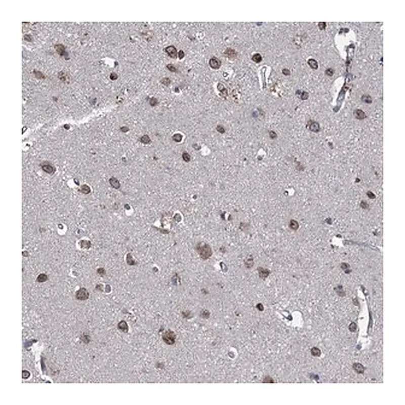 Merck Anti-CTU2 antibody produced in rabbit