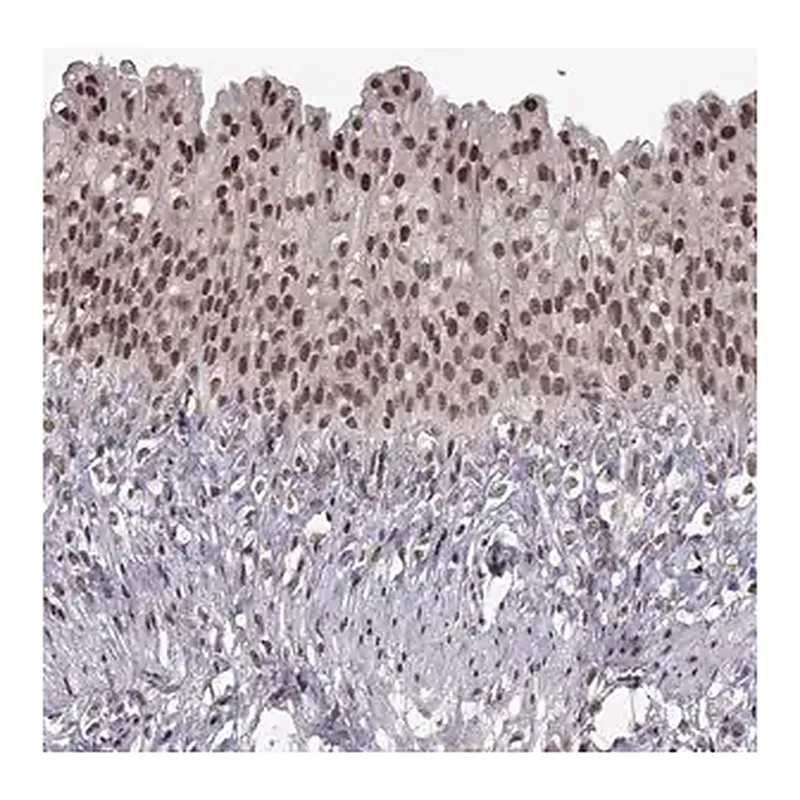Merck Anti-MT1E antibody produced in rabbit