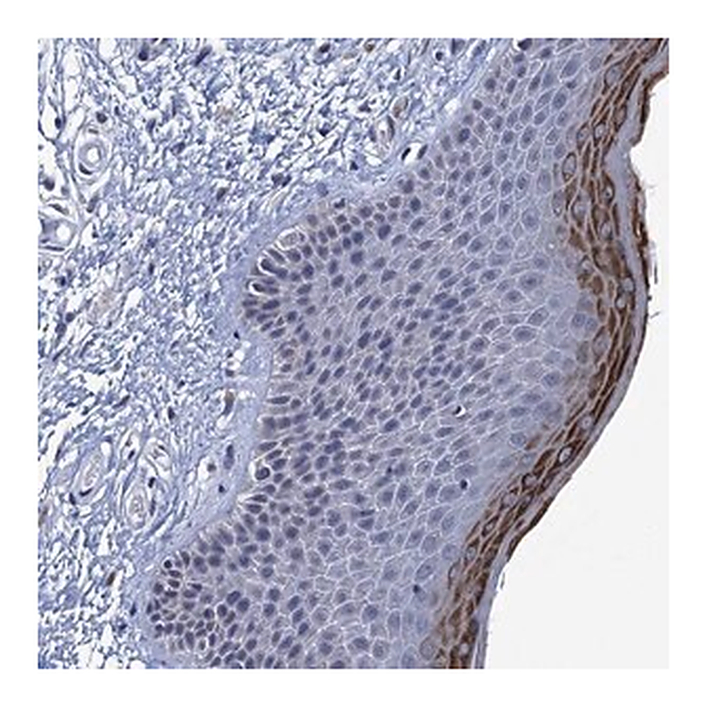 Merck Anti-C16orf87 antibody produced in rabbit