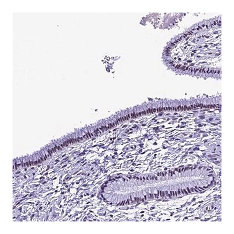 Merck Anti-METTL25 antibody produced in rabbit