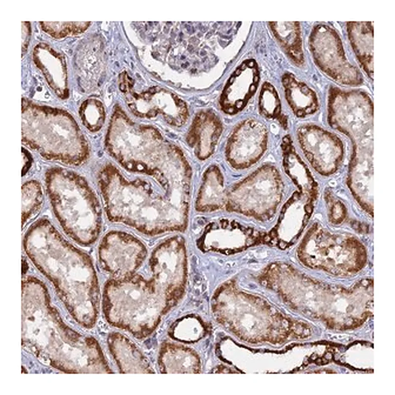 Merck Anti-MPV17L antibody produced in rabbit