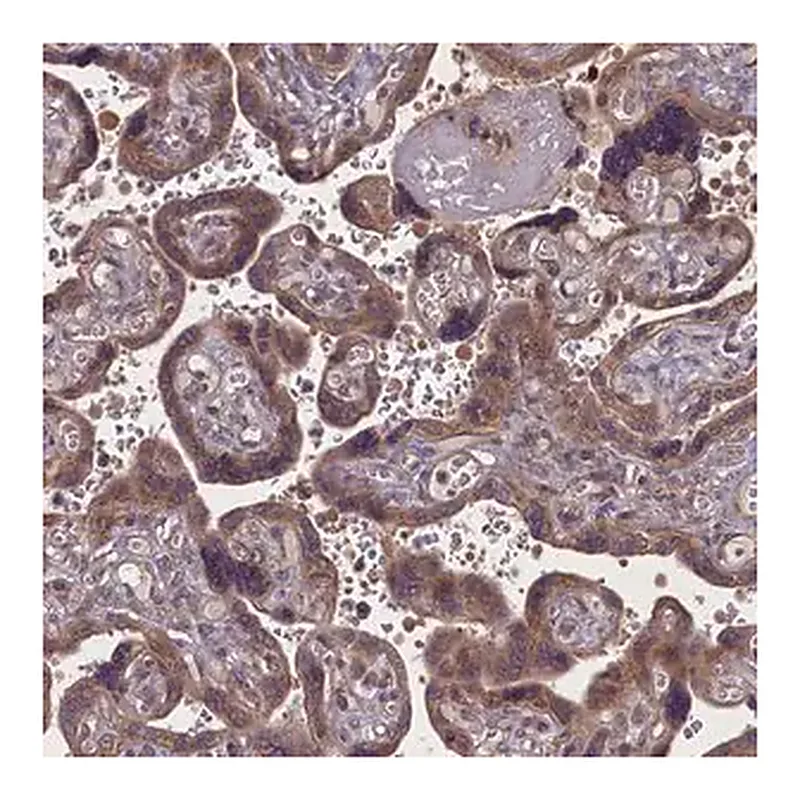 Merck Anti-MYCBP antibody produced in rabbit