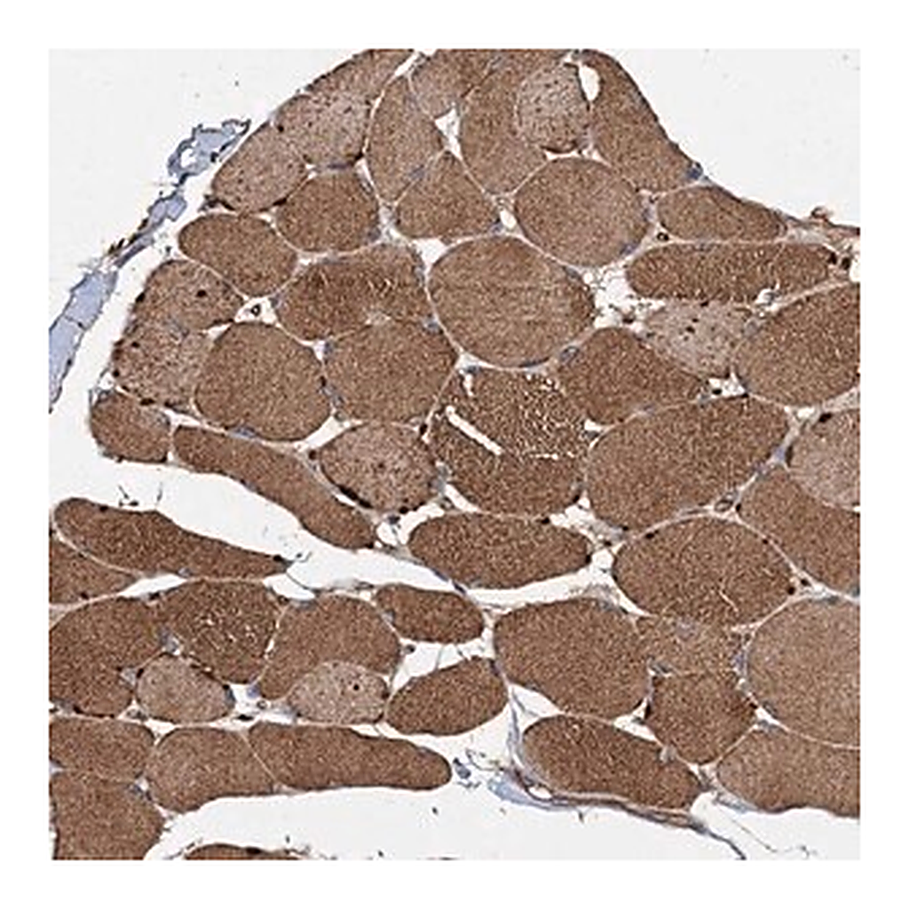 Merck Anti-NDUFA13 antibody produced in rabbit