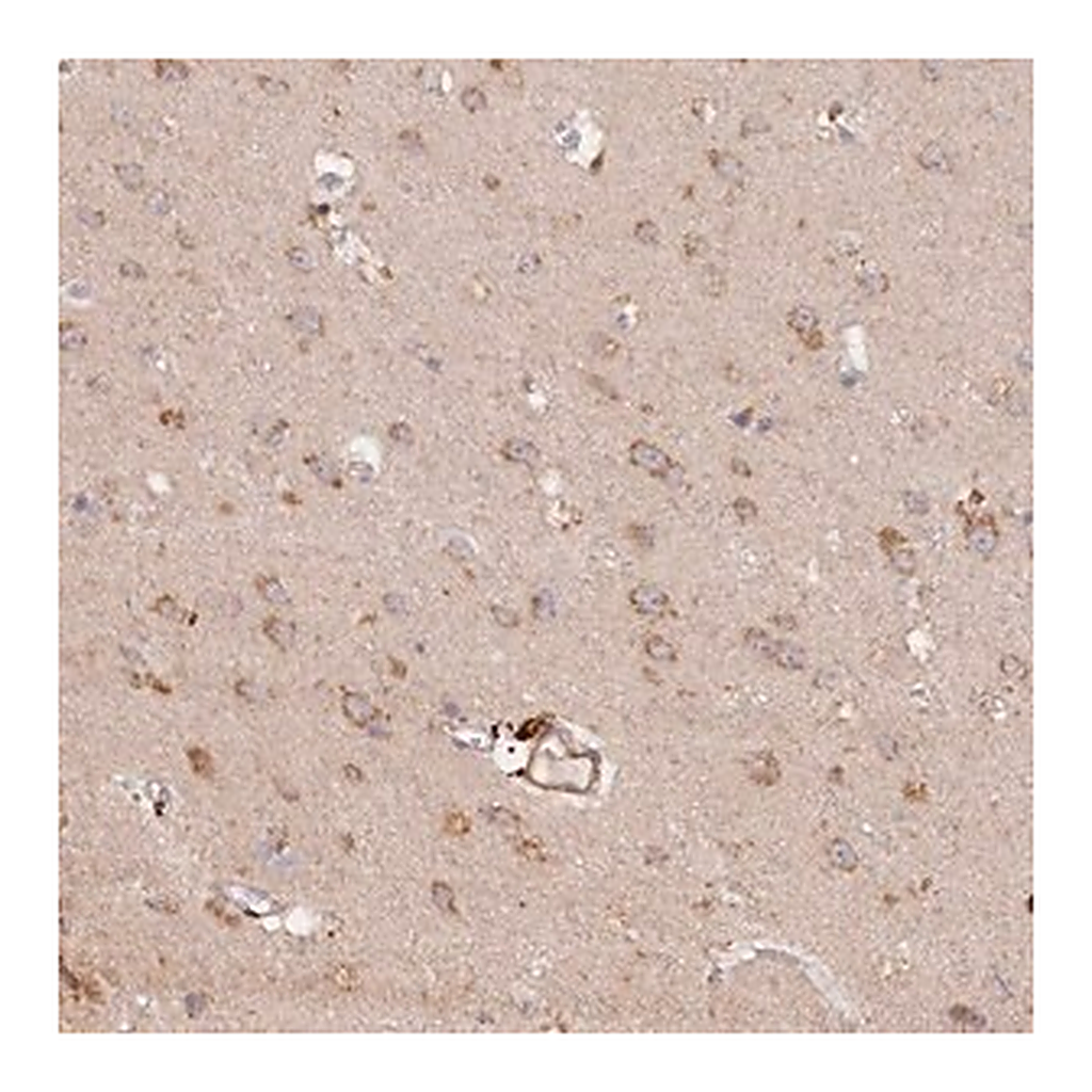 Merck Anti-TANGO6 antibody produced in rabbit