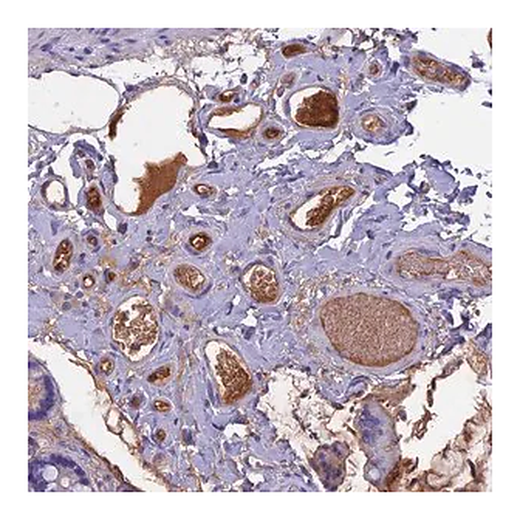 Merck Anti-ANGPTL2 antibody produced in rabbit
