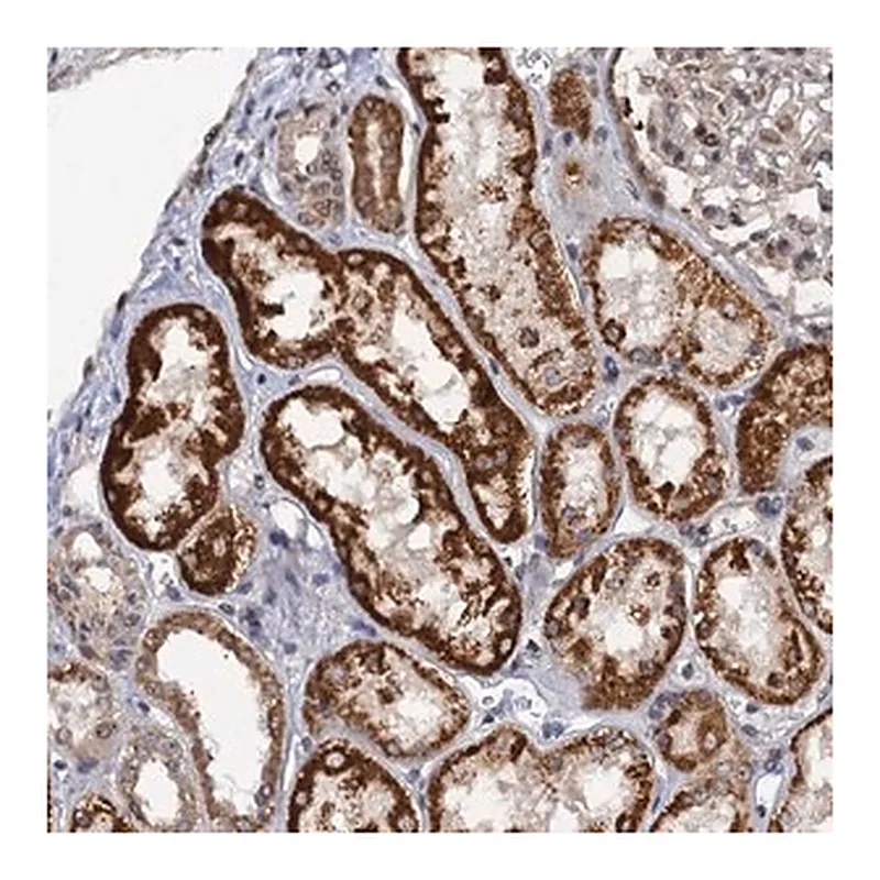 Merck Anti-ZAR1L antibody produced in rabbit