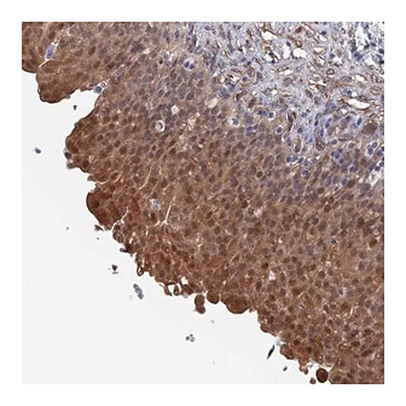 Merck Anti-MTHFSD antibody produced in rabbit