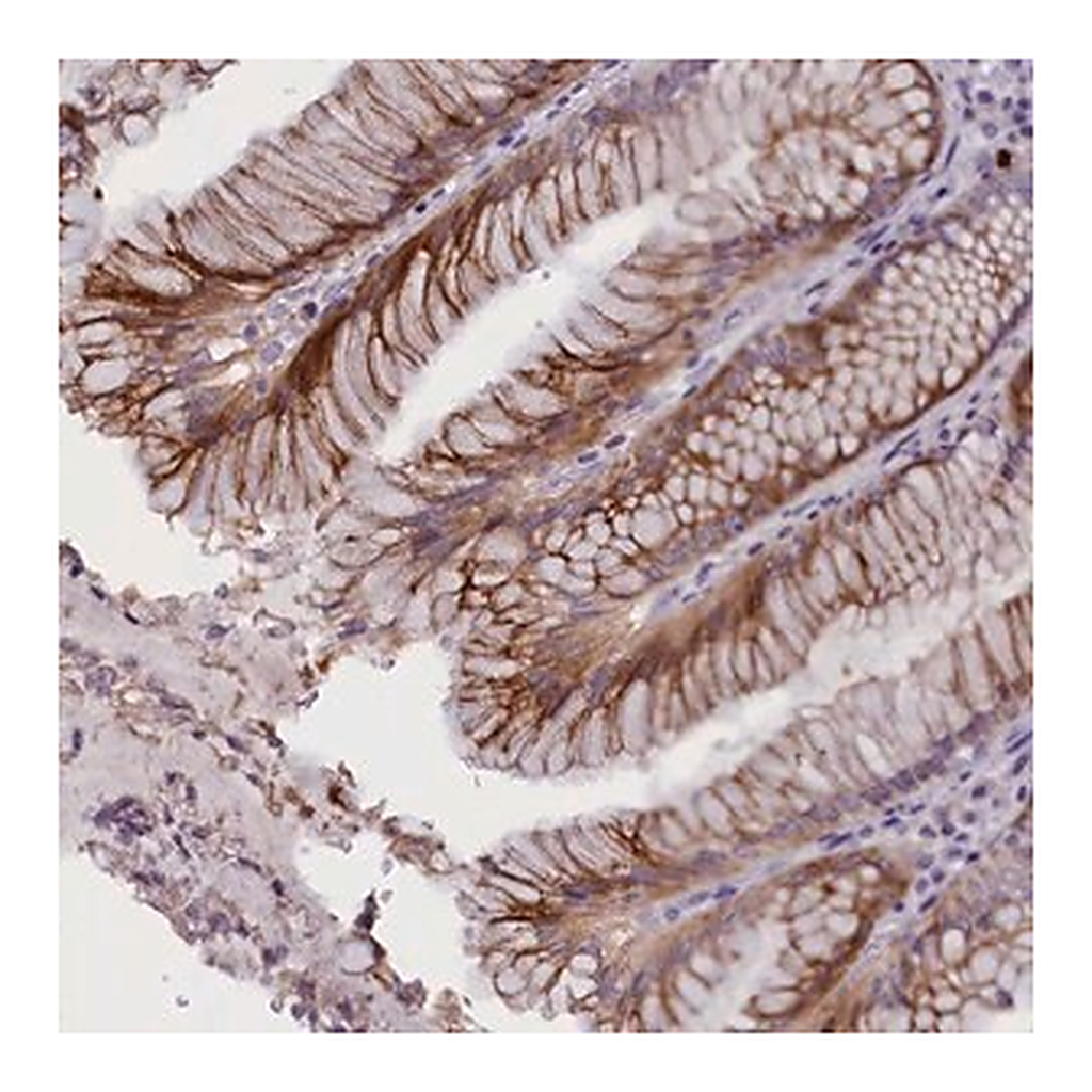 Merck Anti-RTTN antibody produced in rabbit
