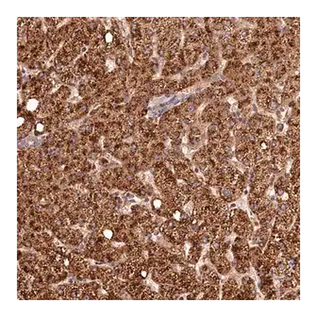 Merck Anti-C16orf46 antibody produced in rabbit