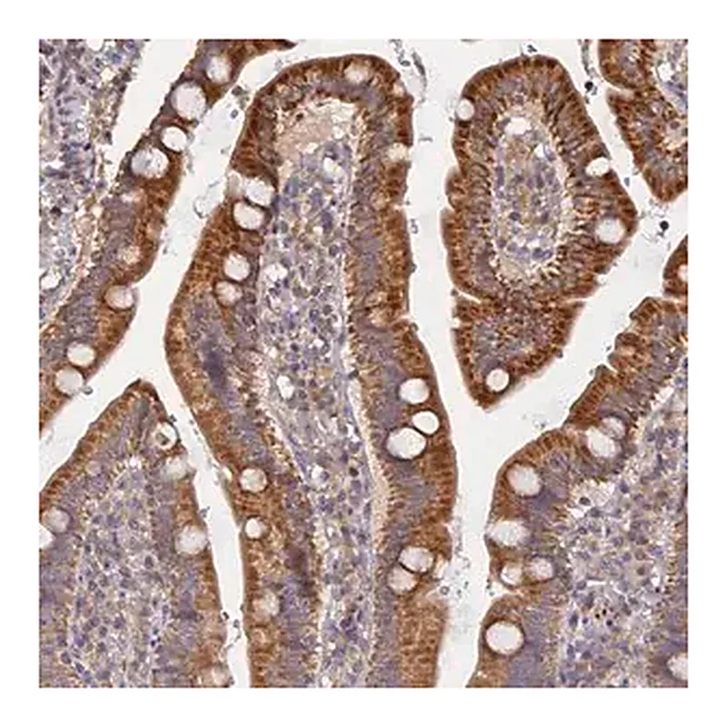 Merck Anti-MIGA2 antibody produced in rabbit