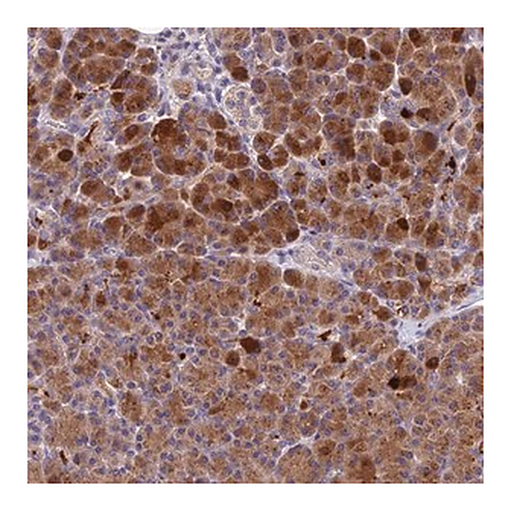 Merck Anti-PZP antibody produced in rabbit