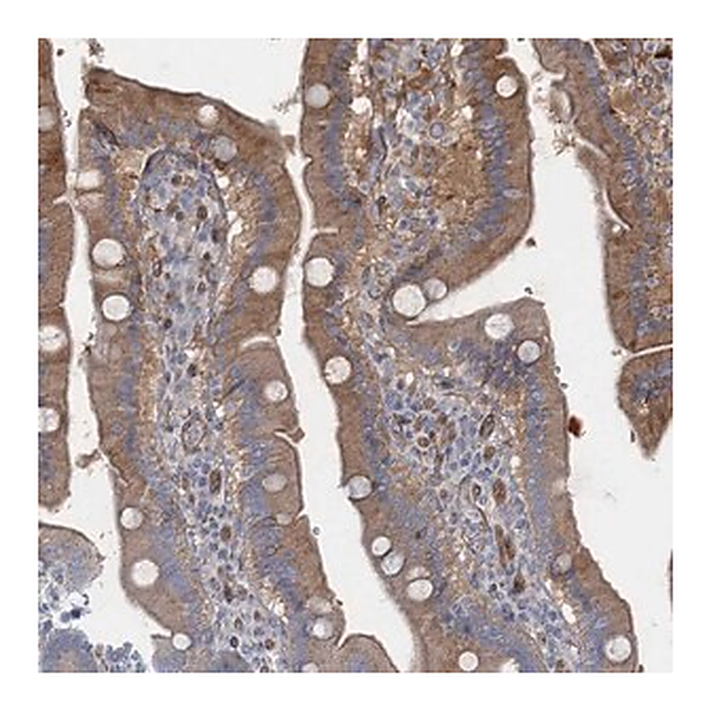 Merck Anti-GDPD3 antibody produced in rabbit