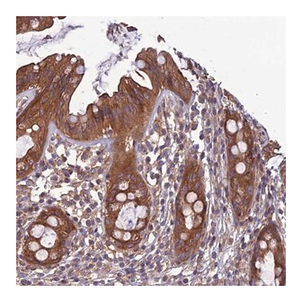 Merck Anti-WDR24 antibody produced in rabbit