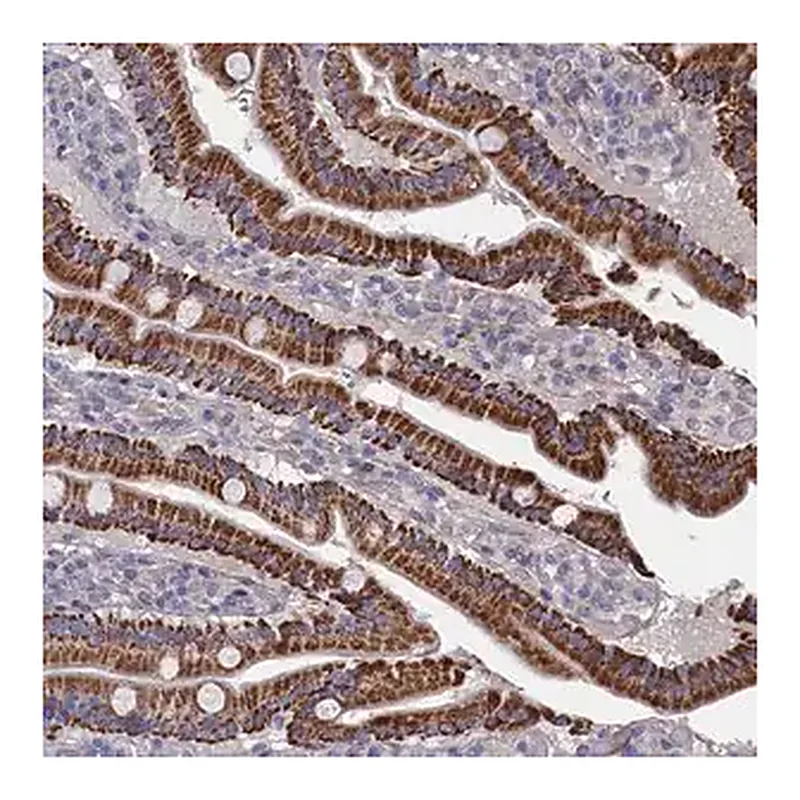 Merck Anti-ZNF891 antibody produced in rabbit