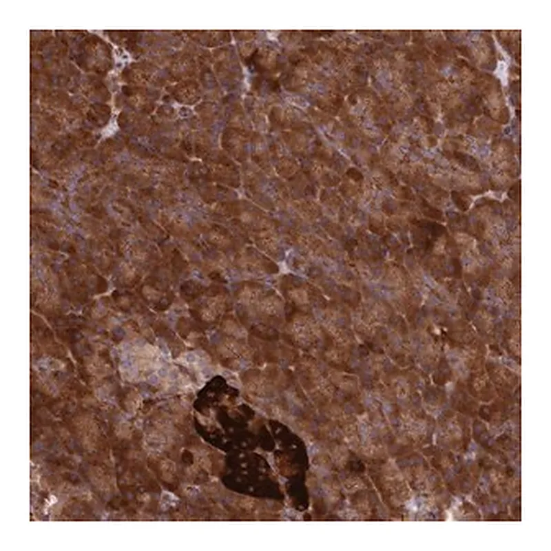 Merck Anti-DDX60L antibody produced in rabbit