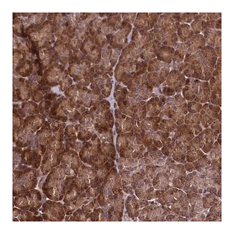 Merck Anti-RBFA antibody produced in rabbit