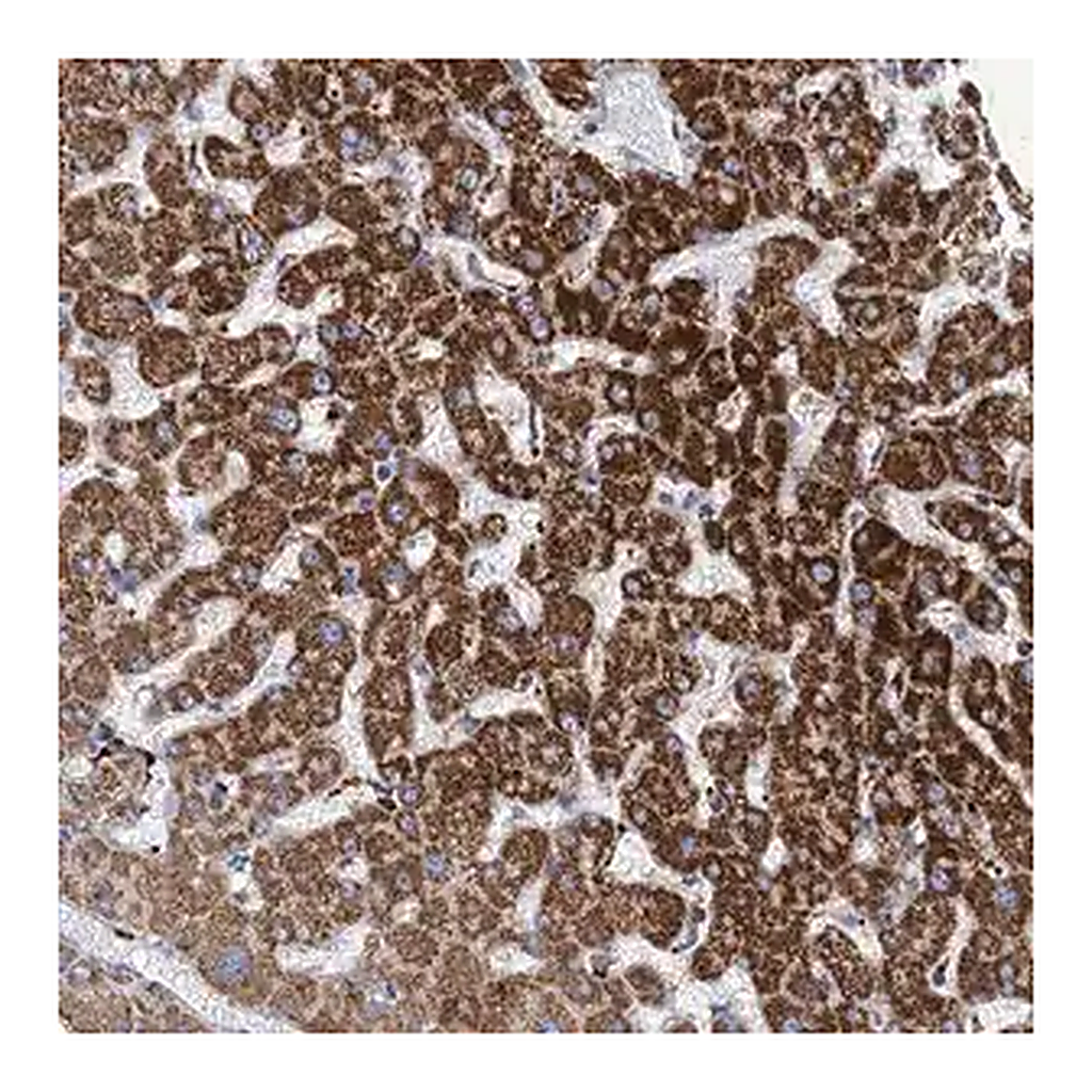 Merck Anti-ANKS3 antibody produced in rabbit