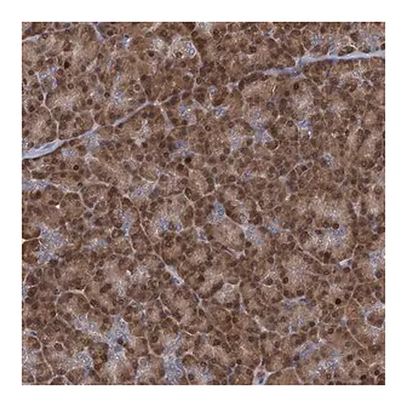 Merck Anti-RNF125 antibody produced in rabbit