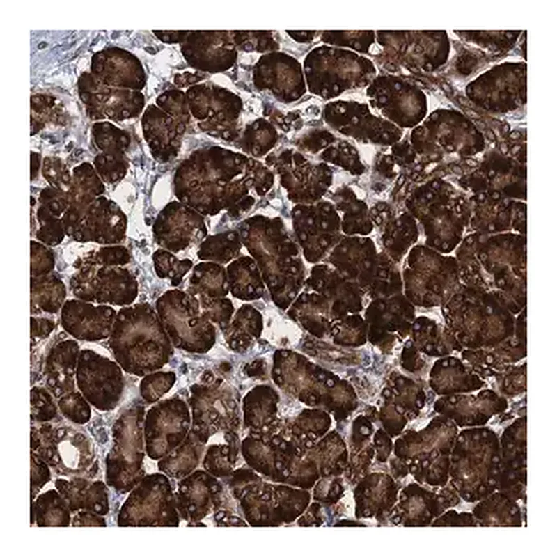 Merck Anti-TMEM205 antibody produced in rabbit