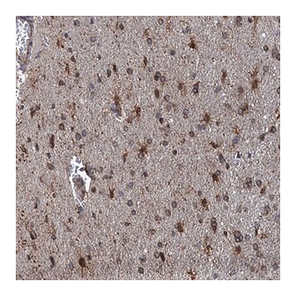 Merck Anti-ARMC5 antibody produced in rabbit