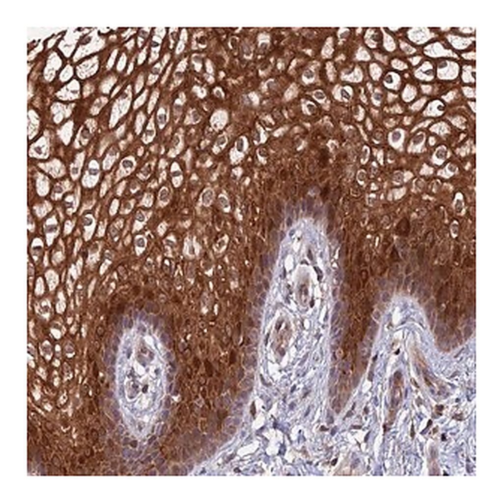 Merck Anti-TSPAN16 antibody produced in rabbit