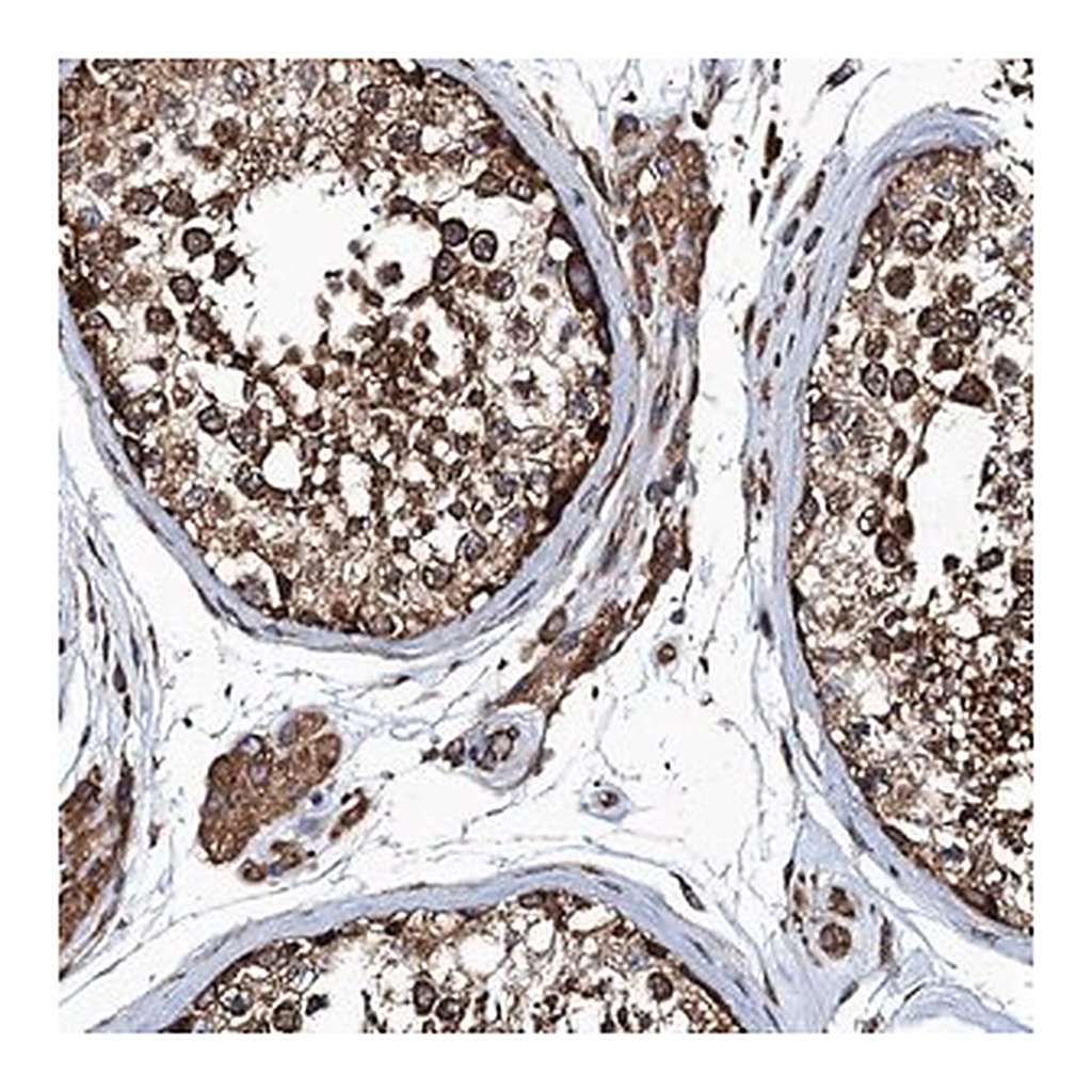 Merck Anti-MDM1 antibody produced in rabbit
