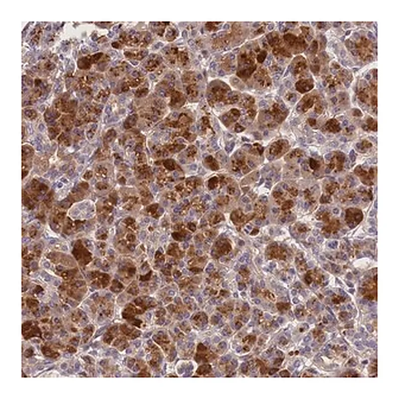 Merck Anti-ARMC6 antibody produced in rabbit