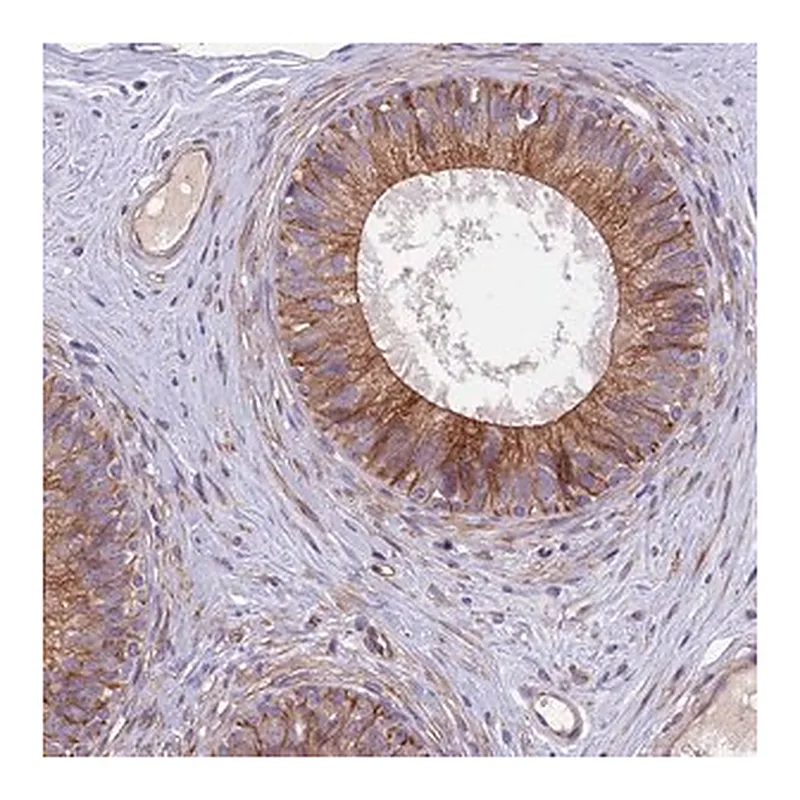 Merck Anti-ANO3 antibody produced in rabbit