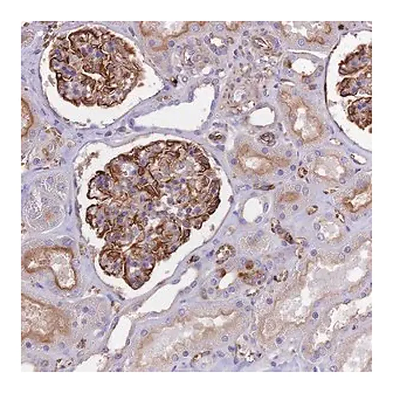 Merck Anti-TTC4 antibody produced in rabbit