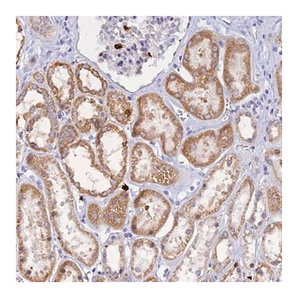 Merck Anti-SLC26A1 antibody produced in rabbit