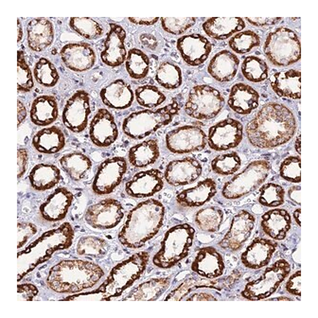 Merck Anti-C19orf24 antibody produced in rabbit