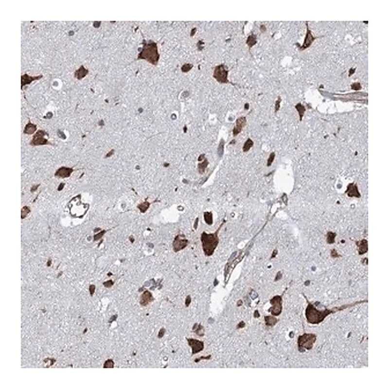 Merck Anti-SLC12A7 antibody produced in rabbit