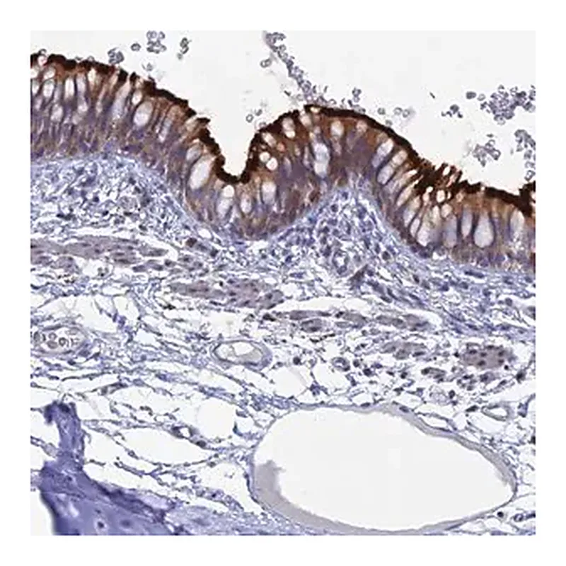 Merck Anti-TMEM161A antibody produced in rabbit