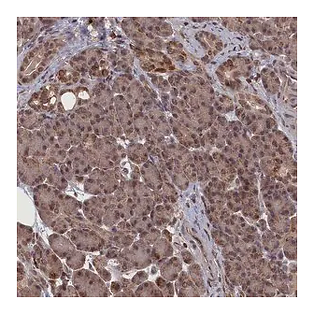 Merck Anti-CEACAM21 antibody produced in rabbit
