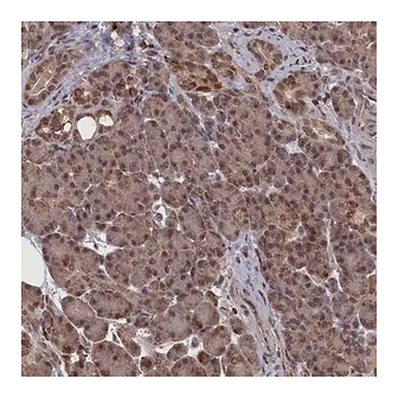 Merck Anti-CEACAM21 antibody produced in rabbit