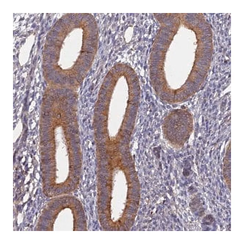 Merck Anti-SLC38A11 antibody produced in rabbit