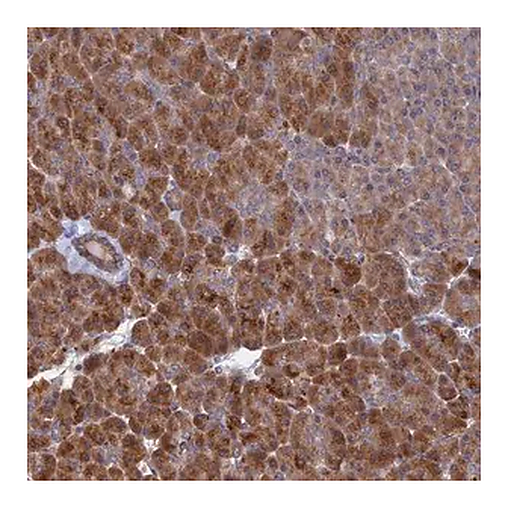 Merck Anti-VPS37C antibody produced in rabbit