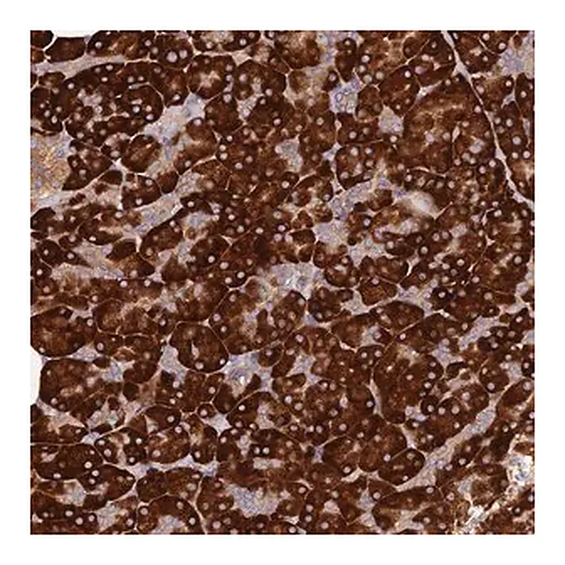 Merck Anti-C8orf44 antibody produced in rabbit