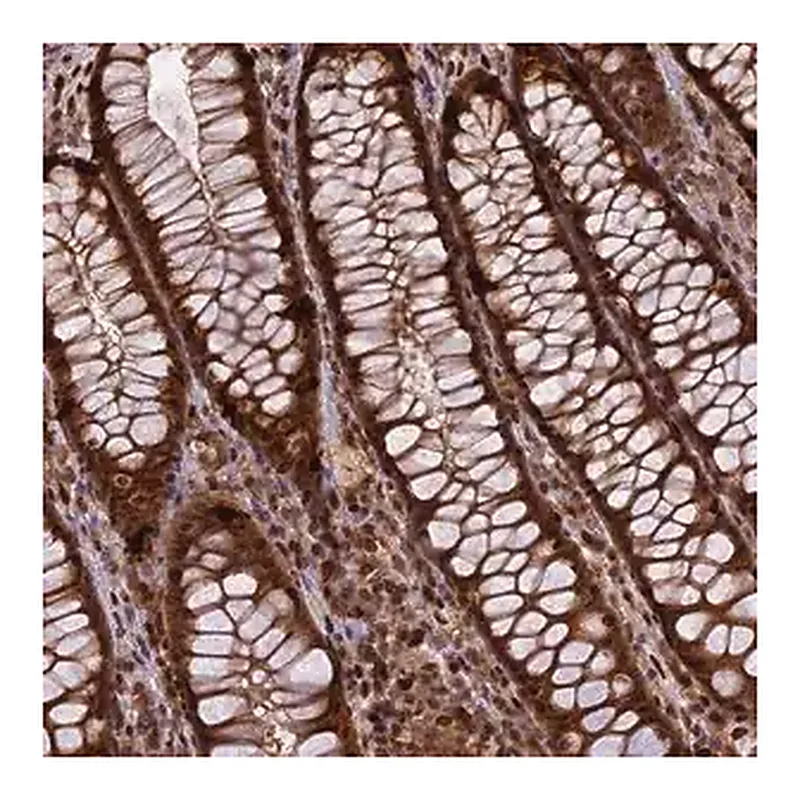 Merck Anti-RABGGTA antibody produced in rabbit