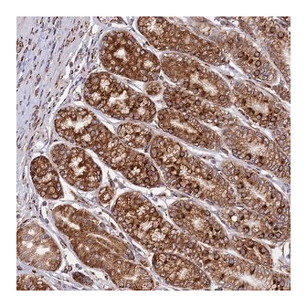 Merck Anti-CCDC69 antibody produced in rabbit