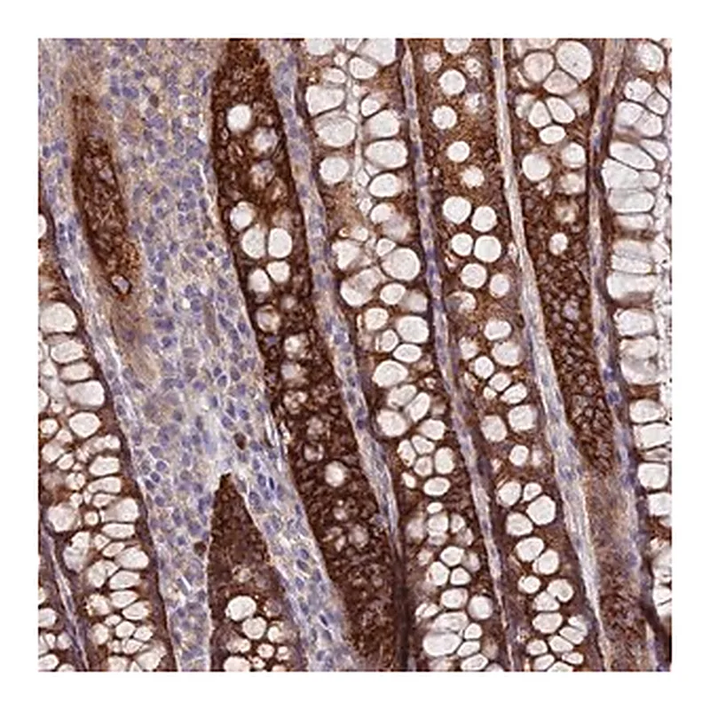 Merck Anti-TMEM44 antibody produced in rabbit