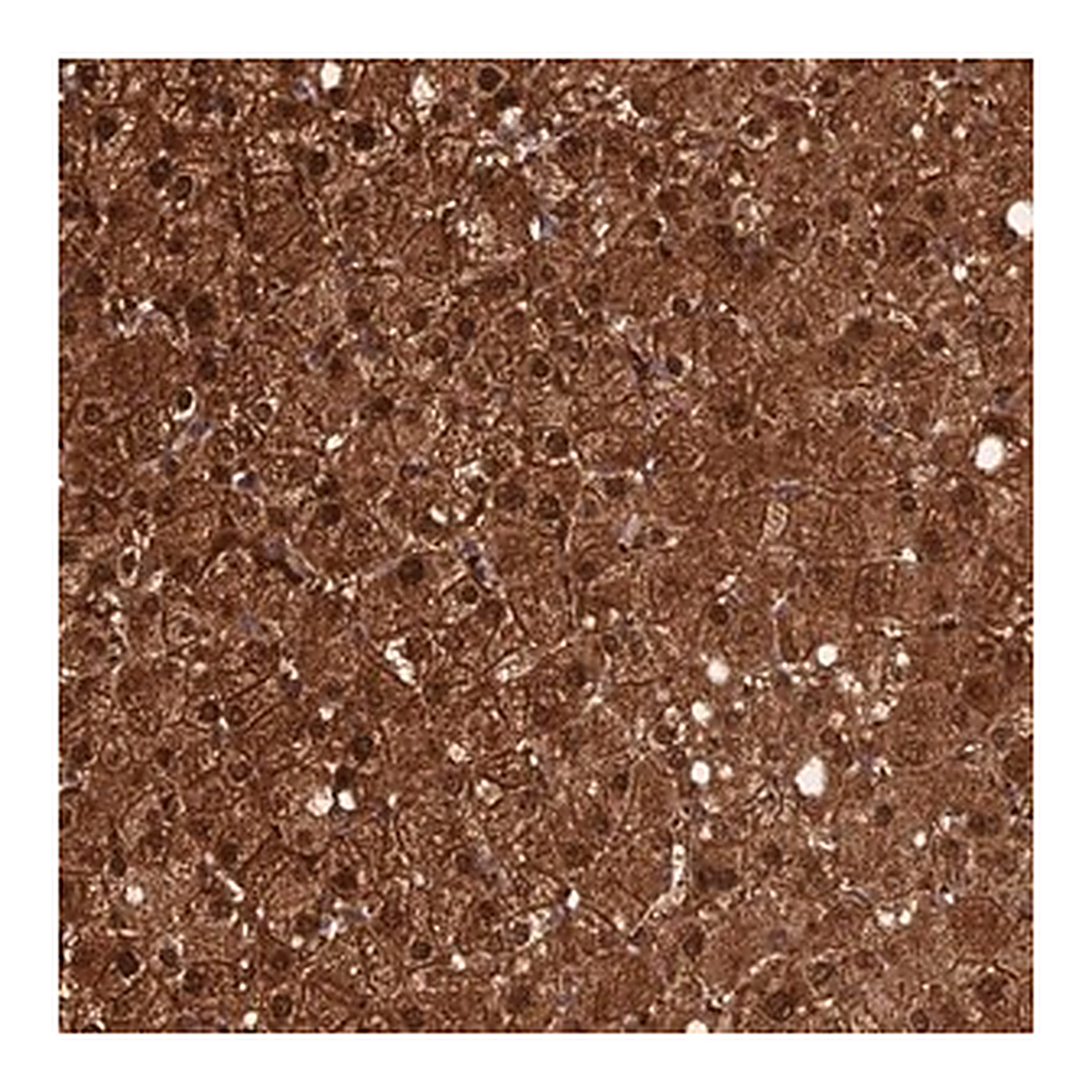 Merck Anti-CRTC3 antibody produced in rabbit