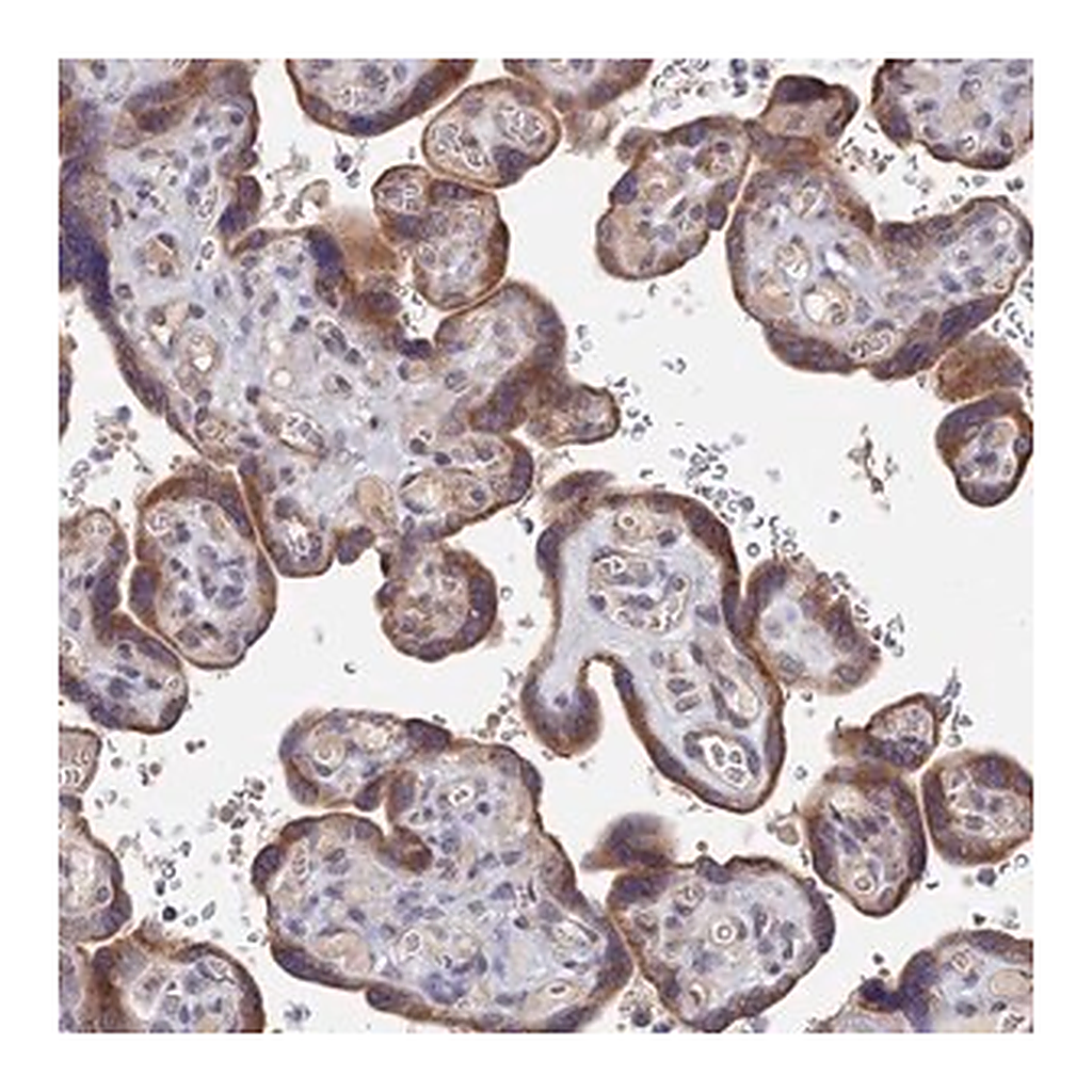 Merck Anti-ZNF320 antibody produced in rabbit