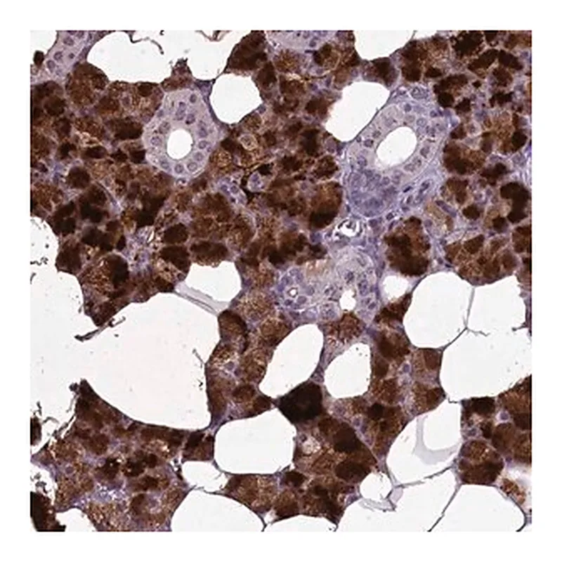 Merck Anti-C15orf57 antibody produced in rabbit