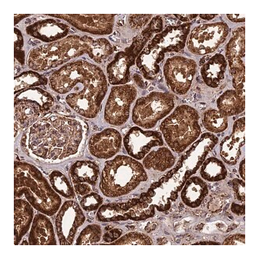 Merck Anti-CCDC15 antibody produced in rabbit