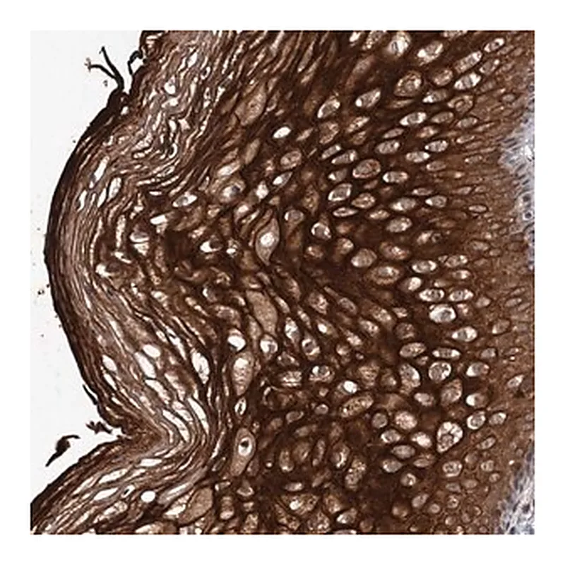 Merck Anti-TTC31 antibody produced in rabbit