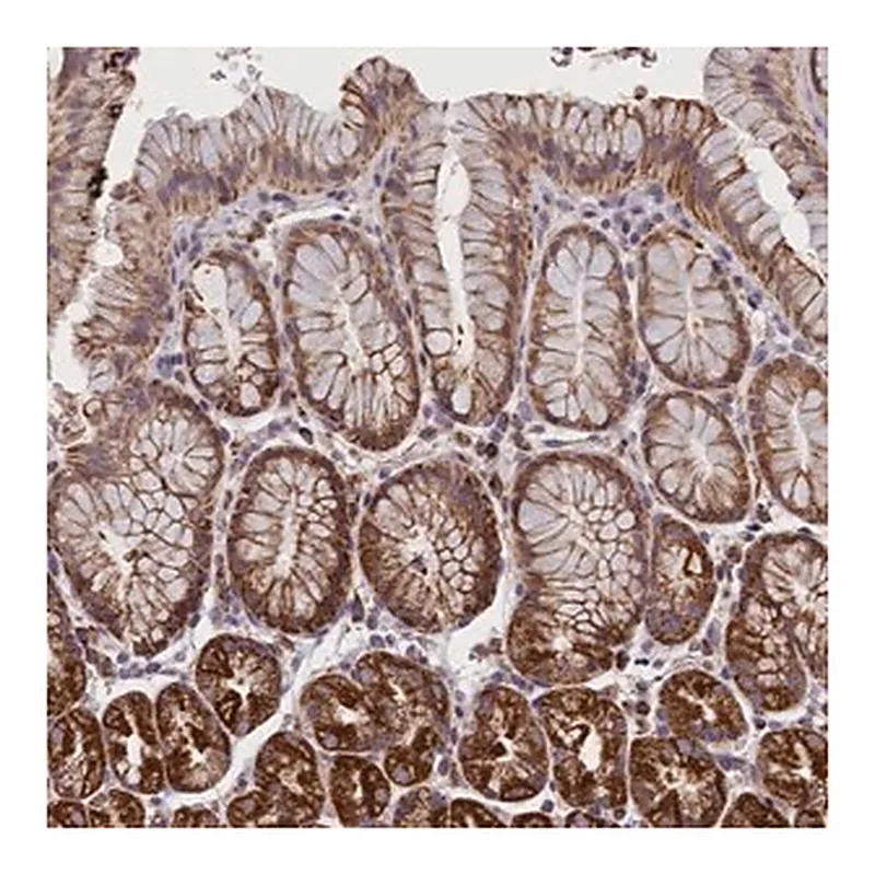 Merck Anti-IFT122 antibody produced in rabbit