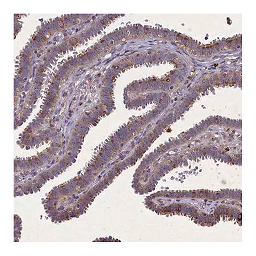 Merck Anti-FAM96B antibody produced in rabbit