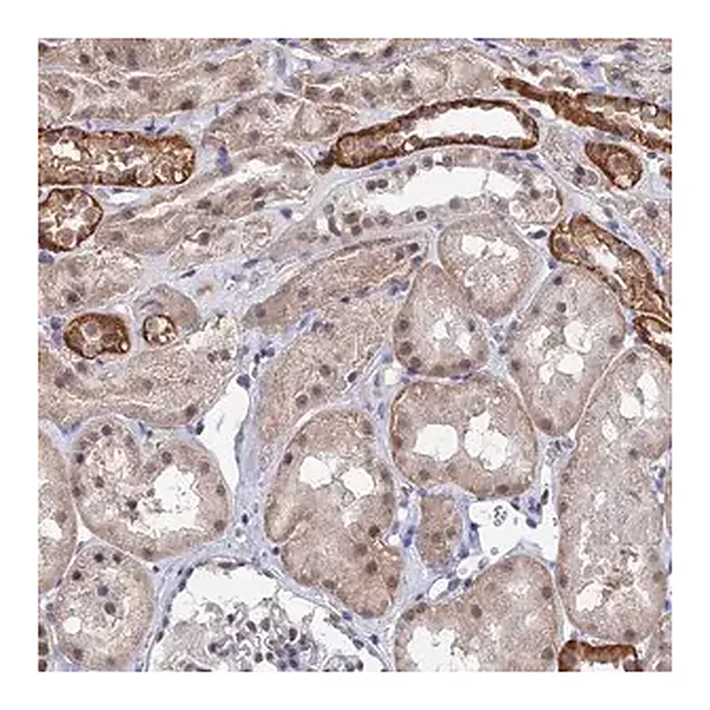 Merck Anti-TSSC4 antibody produced in rabbit
